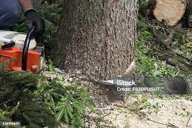 Best Lawn Pest Prevention  in Neshanic Station, NJ