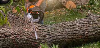 Best Arborist Consultation Services  in Neshanic Station, NJ