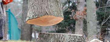 Best Hazardous Tree Removal  in Neshanic Station, NJ
