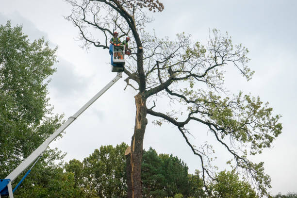 Best Tree Disease Treatment  in Neshanic Station, NJ