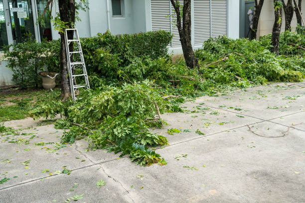 Best Lawn Disease Treatment  in Neshanic Station, NJ