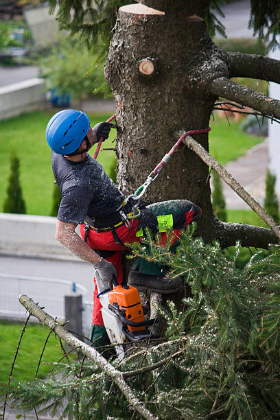 Best Firewood Processing and Delivery  in Neshanic Station, NJ