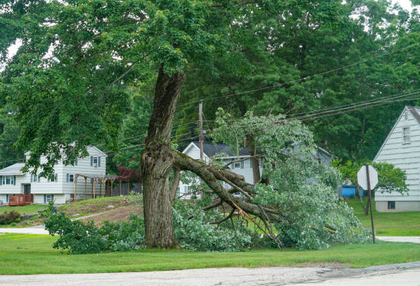 Reliable Neshanic Station, NJ Tree Removal Solutions