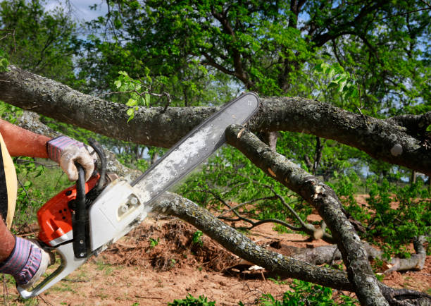 Best Tree Health Inspection  in Neshanic Station, NJ
